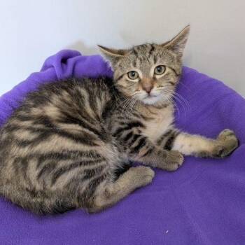 Grundel -  Domestic Short Hair Cat for Adoption in Lake Orion, Michigan - Grundel | PetCurious