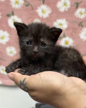 Rescue Domestic Short Hair Cats for Adoption in Fort Walton Beach, Florida - PANTHER | PetCurious