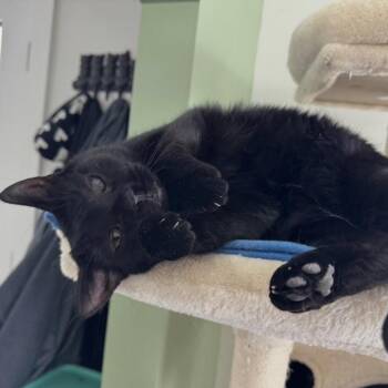 Maisie -  Domestic Short Hair Cat for Adoption in Goshen, Indiana - Maisie | PetCurious
