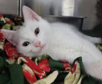 Kitten Lint Roller -  Domestic Medium Hair Cat for Adoption in Cuyahoga Falls, Ohio - Kitten Lint Roller | PetCurious