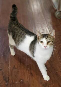 Domestic Short Hair Cats Available for Adoption in Dallas, Texas - Shortcake AKA Bob 0170 | PetCurious