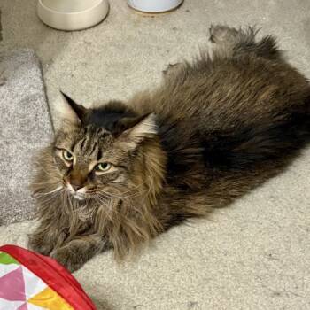 Rescue Maine Coon and Domestic Long Hair Cats for Adoption in Knoxville, Tennessee - Hank | PetCurious