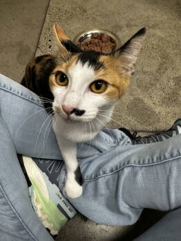 Rescue Domestic Short Hair Cats for Adoption in Prosper, Texas - Lorelei | PetCurious