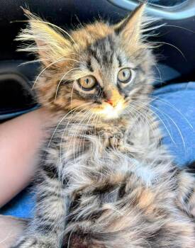 Johnny - Sweet and affectionate -  Domestic Long Hair Cat for Adoption in Muskego, Wisconsin - Johnny - Sweet And Affectionate | PetCurious