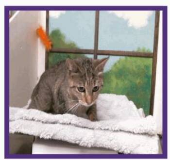 Domestic Short Hair Cats Available for Adoption - Lorali | PetCurious