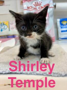 Domestic Short Hair Cats Available for Adoption in Randolph, Massachusetts - Shirley Temple | PetCurious