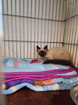 Dylan -  Domestic Short Hair Cat for Adoption in Rock Springs, Wyoming - Dylan | PetCurious