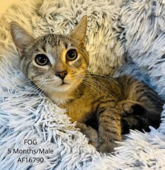 Fog -  Domestic Short Hair Cat for Adoption - Fog | PetCurious