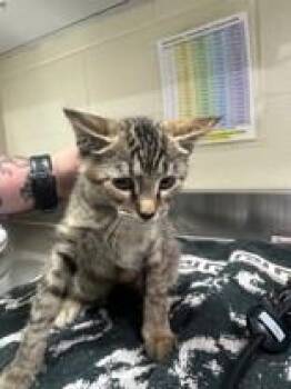 Sawyer -  Domestic Medium Hair Cat for Adoption in Manitowoc, Wisconsin - Sawyer | PetCurious