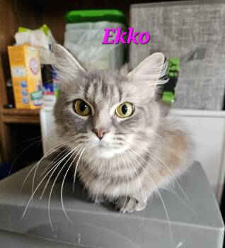 Ekko -  Himalayan Cat for Adoption in Kitchener, Ontario - Ekko | PetCurious