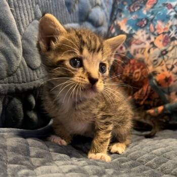 Gabe -  Domestic Short Hair Cat for Adoption in Bulverde, Texas - Gabe | PetCurious