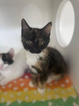 Firework -  Domestic Short Hair Cat for Adoption in Neillsville, Wisconsin - Firework | PetCurious