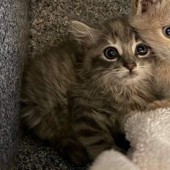Luna -  Domestic Long Hair Cat for Adoption in Pasadena, California - Luna | PetCurious