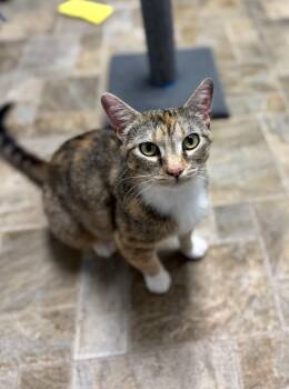 Domestic Short Hair Cats Available for Adoption in Mineral Point, Wisconsin - Mooch | PetCurious