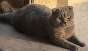 Grey -  Scottish Fold Cat for Adoption in Snow Hill, Maryland - Grey | PetCurious