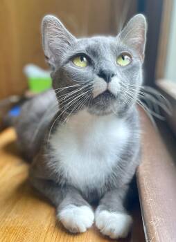 Moon -  Domestic Short Hair Cat for Adoption in Fayetteville, North Carolina - Moon | PetCurious