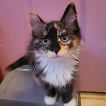 Sharpay -  Domestic Medium Hair Cat Available for Adoption in Candler, North Carolina - Sharpay | PetCurious