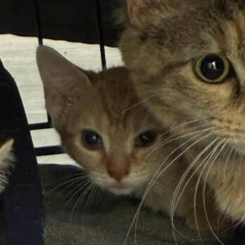 Minnow -  Domestic Short Hair Cat for Adoption in Oak Park, Illinois - Minnow | PetCurious