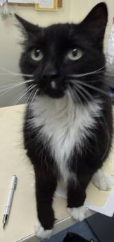 Nancy (Pounce Cafe) -  Domestic Medium Hair Cat for Adoption in Charleston, South Carolina - Nancy (Pounce Cafe) | PetCurious