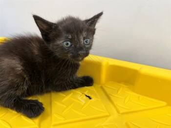 ERIN -  Domestic Short Hair Cat for Adoption in Fort Lauderdale, Florida - ERIN | PetCurious