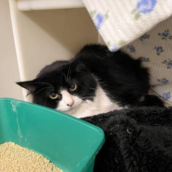 Biscotti -  Domestic Medium Hair Cat for Adoption in Salisbury, Massachusetts - Biscotti | PetCurious