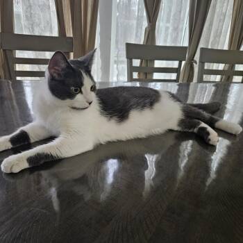 Domestic Short Hair Cats Available for Adoption in Fairfax, Virginia - Lila | PetCurious