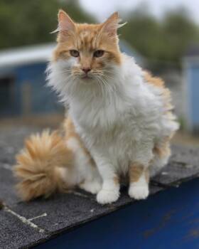 Domestic Long Hair Cats Available for Adoption in Oakville, Washington - Mushu | PetCurious