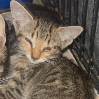 Noah -  Domestic Short Hair Cat for Adoption in Stephenville, Texas - Noah | PetCurious