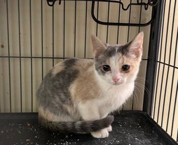 Rescue Domestic Short Hair Cats for Adoption in Portland, Indiana - Dilute Calico | PetCurious