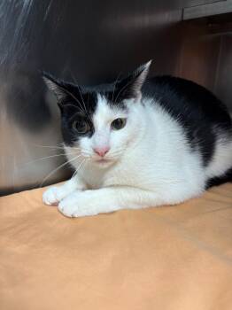 Domestic Short Hair Cats Available for Adoption - Coffee | PetCurious