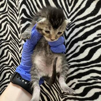 Cordate -  Domestic Short Hair Cat for Adoption in Salt Lake City, Utah - Cordate | PetCurious