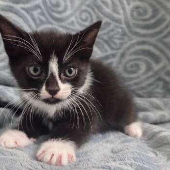 Roman -  Domestic Short Hair Cat Available for Adoption in Brea, California - Roman | PetCurious