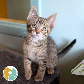 Domestic Short Hair Cats Available for Adoption in Toledo, Ohio - Tot | PetCurious