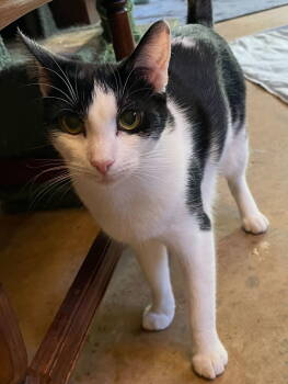 Rescue Domestic Short Hair Cats for Adoption in Ball Ground, Georgia - Deadpool | PetCurious