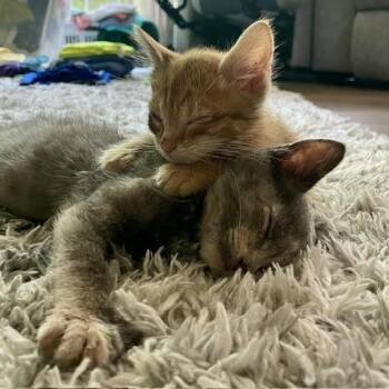 SnugBug-C -  Domestic Short Hair Cat for Adoption in East St. Louis, Illinois - SnugBug-C | PetCurious