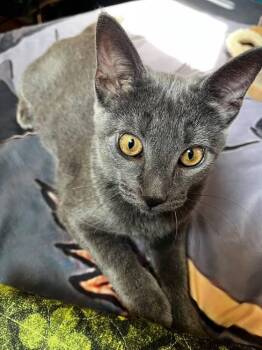 Patsy -  Domestic Short Hair Cat for Adoption in Skippack, Pennsylvania - Patsy | PetCurious