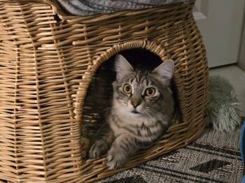 Domestic Long Hair and Tabby Cats Available for Adoption - Meenie | PetCurious