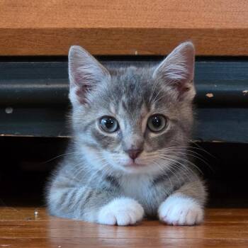 Thia -  Domestic Short Hair Cat for Adoption in Voorhees Township, New Jersey - Thia | PetCurious