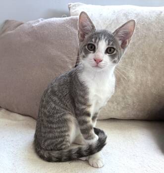 Graybee (A140307) -  Tabby Cat for Adoption in Burbank, California - Graybee (A140307) | PetCurious