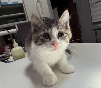 Daisy -  Domestic Short Hair Cat for Adoption in Pequot Lakes, Minnesota - Daisy | PetCurious