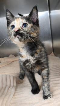 Kitten Mali -  Torbie and Domestic Short Hair Cat for Adoption in Cuyahoga Falls, Ohio - Kitten Mali | PetCurious