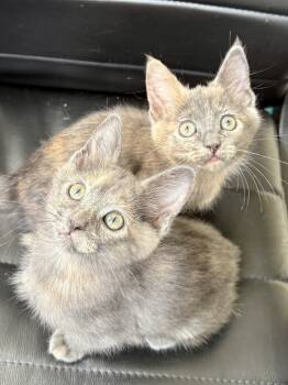 Rescue Domestic Short Hair and Calico Cats for Adoption in Chicago, Illinois - Tilly Bonded Pair With Pipa | PetCurious