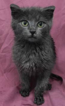 Domestic Short Hair Cats Available for Adoption - Lunar | PetCurious