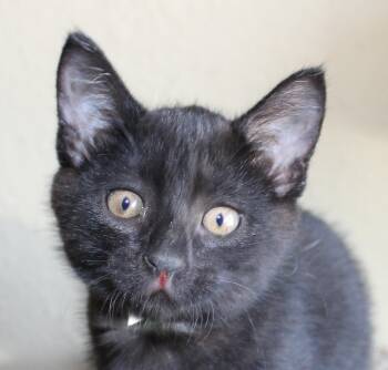 Rescue Domestic Short Hair Cats for Adoption in Huron, South Dakota - Shilo | PetCurious