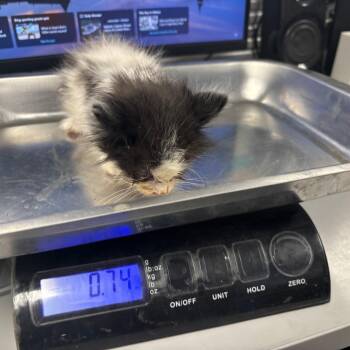 Scissors -  Domestic Short Hair Cat for Adoption in Saint Joseph, Missouri - Scissors | PetCurious