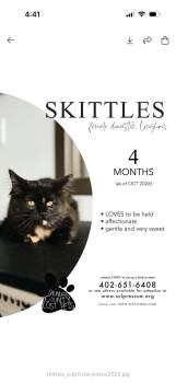 Skittles -  Domestic Long Hair Cat for Adoption in Wahoo, Nebraska - Skittles | PetCurious