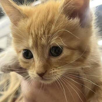 Morgan -  Domestic Short Hair Cat for Adoption in Sioux Falls, South Dakota - Morgan | PetCurious