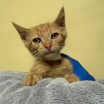 Richard Mille -  Domestic Short Hair Cat for Adoption in Richmond, Virginia - Richard Mille | PetCurious