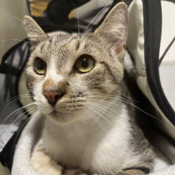Alta -  Domestic Short Hair Cat for Adoption in Tampa, Florida - Alta | PetCurious