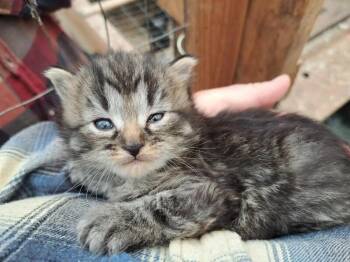 Kiko -  Domestic Short Hair Cat Available for Adoption in Belton, Missouri - Kiko | PetCurious